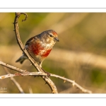 Linotte mélodieuse (Linaria cannabina, Common Linnet)