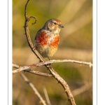 Linotte mélodieuse (Linaria cannabina, Common Linnet)