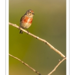 Linotte mélodieuse (Linaria cannabina, Common Linnet)