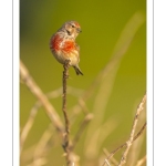 Linotte mélodieuse (Linaria cannabina, Common Linnet)