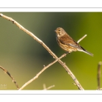 Linotte mélodieuse (Linaria cannabina, Common Linnet)