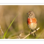 Linotte mélodieuse (Linaria cannabina, Common Linnet)