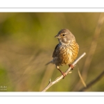 Linotte mélodieuse (Linaria cannabina, Common Linnet)