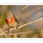 Linotte mélodieuse (Linaria cannabina, Common Linnet)