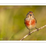 Linotte mélodieuse (Linaria cannabina, Common Linnet)