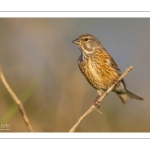 Linotte mélodieuse (Linaria cannabina, Common Linnet)