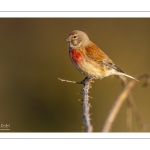 Linotte mélodieuse (Linaria cannabina, Common Linnet)