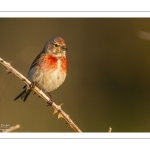 Linotte mélodieuse (Linaria cannabina, Common Linnet)