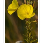 Onagre bisannuelle  - Oenothera biennis L. - Belle de nuit , Herbe aux ânes , Primevère du Soir