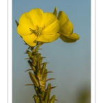 Onagre bisannuelle (Oenothera biennis L.)