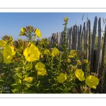 Onagre bisannuelle (Oenothera biennis L.)