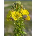 Onagre bisannuelle (Oenothera biennis L.)