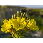 Onagre bisannuelle (Oenothera biennis L.)