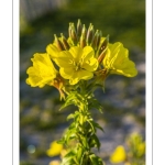 Onagre bisannuelle (Oenothera biennis L.)