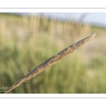 oyat (Ammophila arenaria)