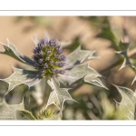 Panicaut maritime (Eryngium maritimum)