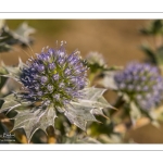 Panicaut maritime (Eryngium maritimum)