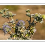 Panicaut maritime (Eryngium maritimum)