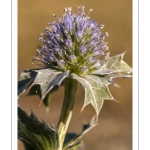 Panicaut maritime (Eryngium maritimum)