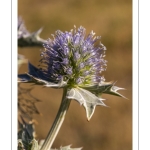 Panicaut maritime (Eryngium maritimum)