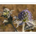 Panicaut maritime (Eryngium maritimum)