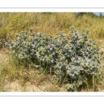 Panicaut maritime (Eryngium maritimum)