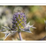 Panicaut maritime (Eryngium maritimum)