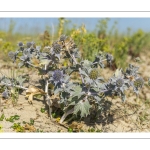 Panicaut maritime (Eryngium maritimum)