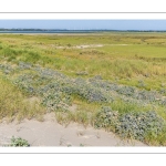 Panicaut maritime (Eryngium maritimum)