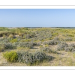 Panicaut maritime (Eryngium maritimum)