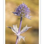 Panicaut maritime (Eryngium maritimum)