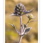 Panicaut maritime (Eryngium maritimum)