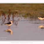 Saison : Printemps - Lieu : Le Crotoy, Baie de Somme, Somme, Hauts-de-France, France.