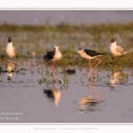 Saison : Printemps - Lieu : Le Crotoy, Baie de Somme, Somme, Hauts-de-France, France.