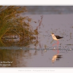 Saison : Printemps - Lieu : Le Crotoy, Baie de Somme, Somme, Hauts-de-France, France.