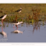 Saison : Printemps - Lieu : Le Crotoy, Baie de Somme, Somme, Hauts-de-France, France.