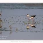 Saison : Printemps - Lieu : Le Crotoy, Baie de Somme, Somme, Hauts-de-France, France.