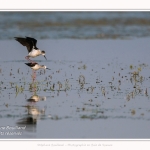 Saison : Printemps - Lieu : Le Crotoy, Baie de Somme, Somme, Hauts-de-France, France.