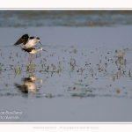 Saison : Printemps - Lieu : Le Crotoy, Baie de Somme, Somme, Hauts-de-France, France.