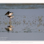 Saison : Printemps - Lieu : Le Crotoy, Baie de Somme, Somme, Hauts-de-France, France.