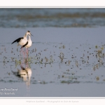 Saison : Printemps - Lieu : Le Crotoy, Baie de Somme, Somme, Hauts-de-France, France.