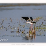 Saison : Printemps - Lieu : Le Crotoy, Baie de Somme, Somme, Hauts-de-France, France.