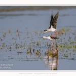 Saison : Printemps - Lieu : Le Crotoy, Baie de Somme, Somme, Hauts-de-France, France.