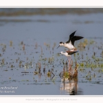 Saison : Printemps - Lieu : Le Crotoy, Baie de Somme, Somme, Hauts-de-France, France.