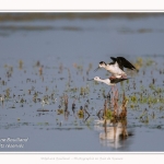 Saison : Printemps - Lieu : Le Crotoy, Baie de Somme, Somme, Hauts-de-France, France.