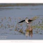 Saison : Printemps - Lieu : Le Crotoy, Baie de Somme, Somme, Hauts-de-France, France.