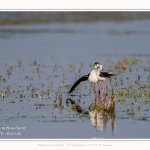 Saison : Printemps - Lieu : Le Crotoy, Baie de Somme, Somme, Hauts-de-France, France.