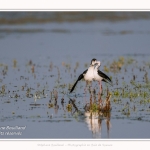 Saison : Printemps - Lieu : Le Crotoy, Baie de Somme, Somme, Hauts-de-France, France.