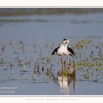 Saison : Printemps - Lieu : Le Crotoy, Baie de Somme, Somme, Hauts-de-France, France.