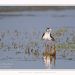 Saison : Printemps - Lieu : Le Crotoy, Baie de Somme, Somme, Hauts-de-France, France.